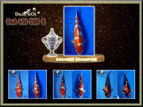 dna koi|DnA Koi Farm .